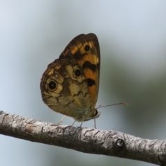 Heteronympha cordace (Bright-eyed Brown) at Gibraltar Pines - 25 Jan 2022 by Christine