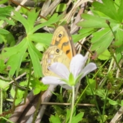 Heteronympha cordace at Paddys River, ACT - 25 Jan 2022 02:06 PM