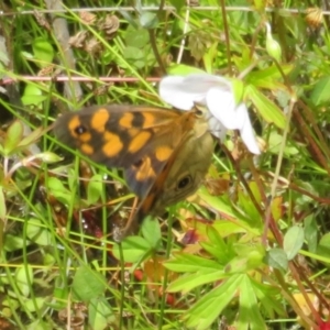 Heteronympha cordace at Paddys River, ACT - 25 Jan 2022