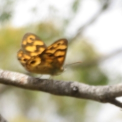 Heteronympha cordace at Paddys River, ACT - 25 Jan 2022 02:06 PM