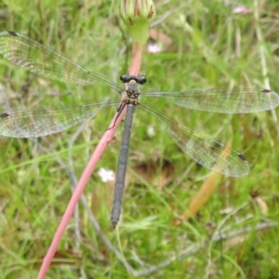 Griseargiolestes intermedius (Alpine Flatwing) at Gibraltar Pines - 25 Jan 2022 by Christine