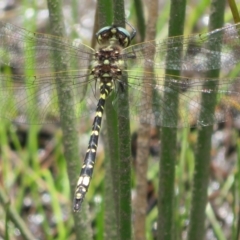 Synthemis eustalacta (Swamp Tigertail) at Gibraltar Pines - 25 Jan 2022 by Christine