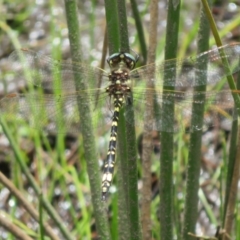 Synthemis eustalacta at Paddys River, ACT - 25 Jan 2022 12:20 PM