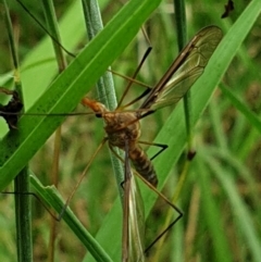 Leptotarsus (Macromastix) costalis (Common Brown Crane Fly) at Sullivans Creek, Turner - 26 Jan 2022 by LD12