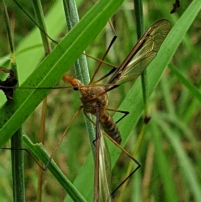 Leptotarsus (Macromastix) costalis (Common Brown Crane Fly) at Sullivans Creek, Turner - 26 Jan 2022 by LD12