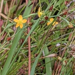 Hypericum gramineum (Small St Johns Wort) at Mount Majura - 26 Jan 2022 by abread111