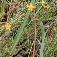 Hypericum gramineum at Watson, ACT - 26 Jan 2022 11:04 AM