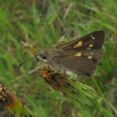 Hesperilla donnysa (Varied Sedge-skipper) at Gibraltar Pines - 25 Jan 2022 by Christine