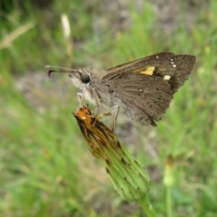 Hesperilla donnysa at Paddys River, ACT - 25 Jan 2022