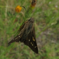 Hesperilla donnysa at Paddys River, ACT - 25 Jan 2022