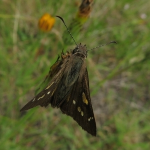 Hesperilla donnysa at Paddys River, ACT - 25 Jan 2022