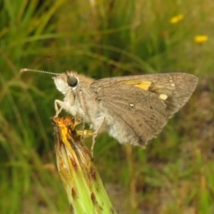 Hesperilla donnysa at Paddys River, ACT - suppressed