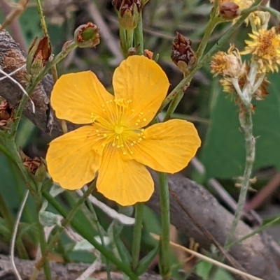 Hypericum gramineum (Small St Johns Wort) at Mount Majura - 26 Jan 2022 by abread111