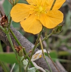 Hypericum gramineum at Watson, ACT - 26 Jan 2022 11:06 AM