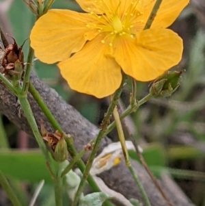 Hypericum gramineum at Watson, ACT - 26 Jan 2022 11:06 AM