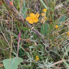 Hypericum gramineum at Watson, ACT - 26 Jan 2022 11:06 AM