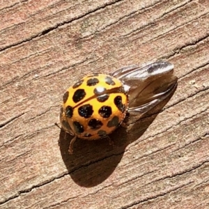 Harmonia conformis at Aranda, ACT - 23 Jan 2022