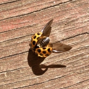 Harmonia conformis at Aranda, ACT - 23 Jan 2022