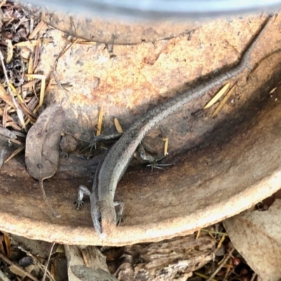 Lampropholis guichenoti (Common Garden Skink) at Aranda, ACT - 26 Jan 2022 by KMcCue