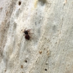 Salticidae (family) (Unidentified Jumping spider) at Aranda, ACT - 26 Jan 2022 by KMcCue