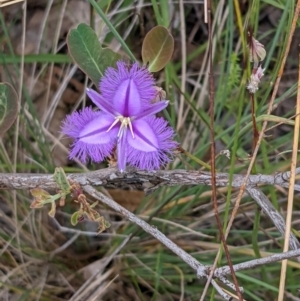 Thysanotus tuberosus subsp. tuberosus at Watson, ACT - 26 Jan 2022 11:11 AM