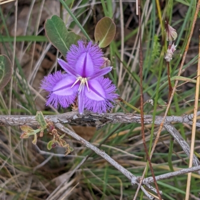 Thysanotus tuberosus subsp. tuberosus (Common Fringe-lily) at Mount Majura - 26 Jan 2022 by abread111