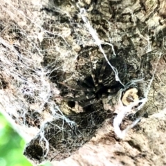 Badumna sp. (genus) (Lattice-web spider) at Aranda, ACT - 26 Jan 2022 by KMcCue