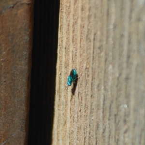 Chrysididae (family) at Aranda, ACT - 26 Jan 2022 03:02 PM