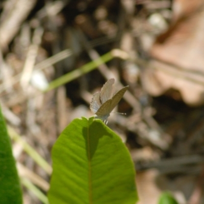 Zizina otis (Common Grass-Blue) at Aranda, ACT - 26 Jan 2022 by KMcCue