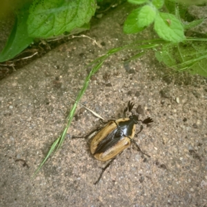 Chondropyga dorsalis at Giralang, ACT - 26 Jan 2022