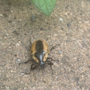 Chondropyga dorsalis at Giralang, ACT - 26 Jan 2022