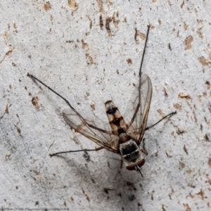 Prosena sp. (genus) at Molonglo Valley, ACT - 26 Jan 2022