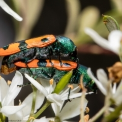 Castiarina scalaris (Scalaris jewel beetle) at Aranda Bushland - 26 Jan 2022 by Roger