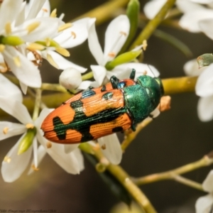 Castiarina scalaris at Cook, ACT - 26 Jan 2022 02:18 PM