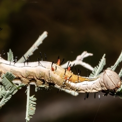 Neola semiaurata (Wattle Notodontid Moth) at Aranda Bushland - 26 Jan 2022 by Roger