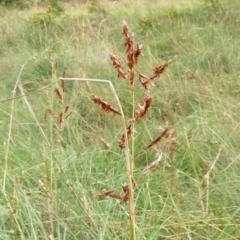 Sorghum leiocladum (Wild Sorghum) at Molonglo Valley, ACT - 23 Jan 2022 by sangio7