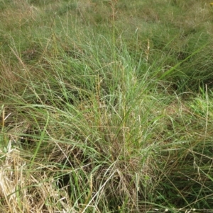 Sorghum leiocladum at Molonglo Valley, ACT - 24 Jan 2022 09:09 AM