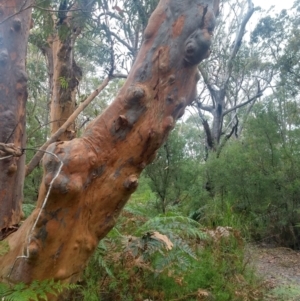 Angophora costata at Salamander Bay, NSW - 11 Dec 2021