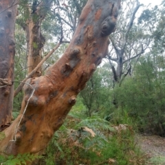 Angophora costata (Rusty Gum, Smooth-barked Apple) at Salamander Bay, NSW - 11 Dec 2021 by LyndalT