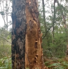 Angophora costata at Salamander Bay, NSW - 11 Dec 2021