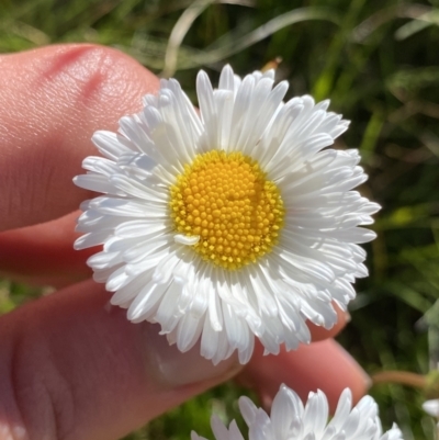 Brachyscome scapigera (Tufted Daisy) at Kosciuszko National Park - 20 Jan 2022 by Ned_Johnston