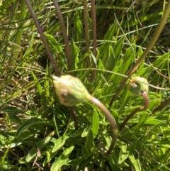 Brachyscome scapigera at Kosciuszko National Park, NSW - 21 Jan 2022 09:48 AM