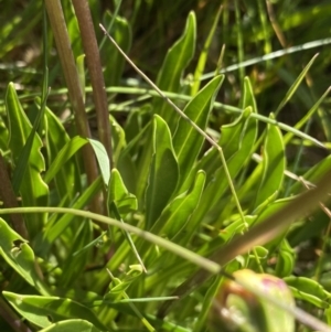 Brachyscome scapigera at Kosciuszko National Park, NSW - 21 Jan 2022 09:48 AM