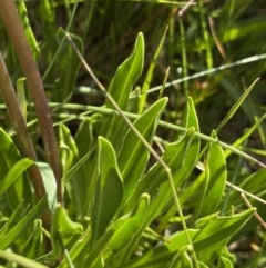 Brachyscome scapigera at Kosciuszko National Park, NSW - 21 Jan 2022 09:48 AM