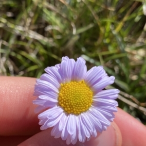 Brachyscome scapigera at Kosciuszko National Park, NSW - 21 Jan 2022