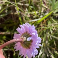 Brachyscome scapigera at Kosciuszko National Park, NSW - 21 Jan 2022