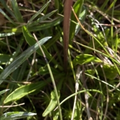 Brachyscome scapigera at Kosciuszko National Park, NSW - 21 Jan 2022