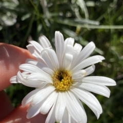 Celmisia costiniana (Costin's Snow Daisy) at Kosciuszko National Park - 20 Jan 2022 by Ned_Johnston