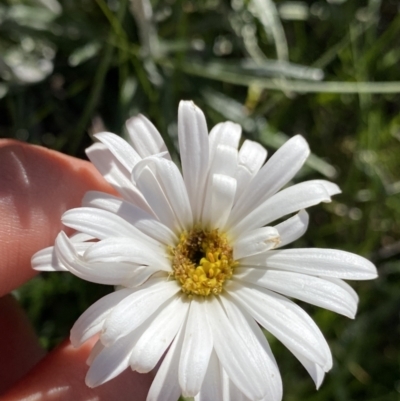 Celmisia costiniana (Costin's Snow Daisy) at Kosciuszko National Park, NSW - 20 Jan 2022 by Ned_Johnston