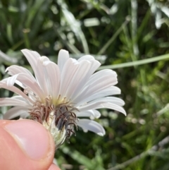 Celmisia costiniana at Kosciuszko National Park, NSW - 21 Jan 2022